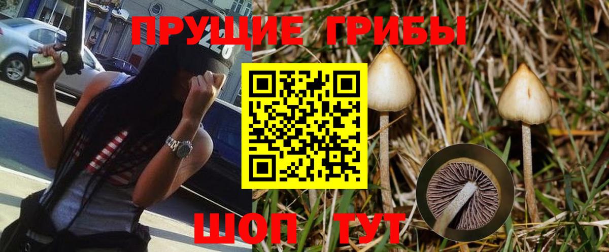 Галлюциногенные грибы Psilocybe Сочи