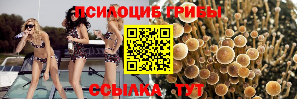 Псилоцибиновые грибы MAGIC MUSHROOMS  Вход с VPN  Сочи  хочу наркоту  Псилоцибиновые грибы Psilocybe 